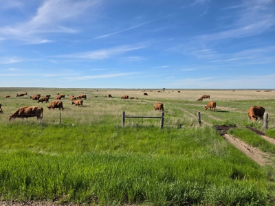 Flood Irrigated Hay Ground Saco Montana for Sale - image 20