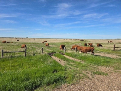 Flood Irrigated Hay Ground Saco Montana for Sale - image 12