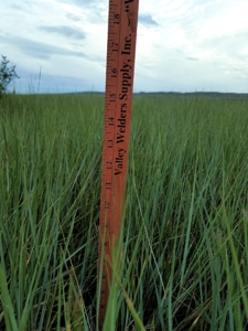 Flood Irrigated Hay Ground Saco Montana for Sale - image 8
