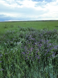 Flood Irrigated Hay Ground Saco Montana for Sale - image 5