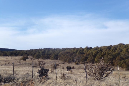 Edgewood, New Mexico 192.17 Acres Wooded with Metal Shop - image 32