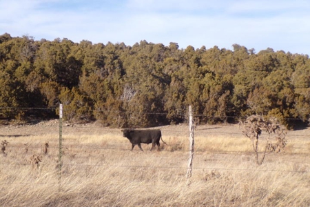 Edgewood, New Mexico 192.17 Acres Wooded with Metal Shop - image 33