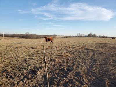 Northeast Missouri Pasture Farm - image 1