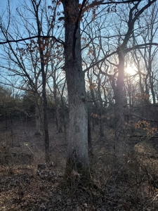 Northeast Missouri Pasture Farm - image 7