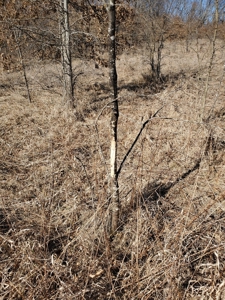 Northeast Missouri Pasture Farm - image 12