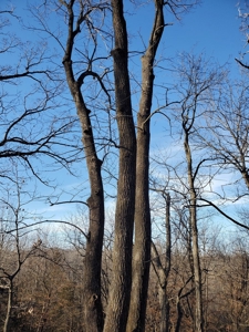 Northeast Missouri Pasture Farm - image 9