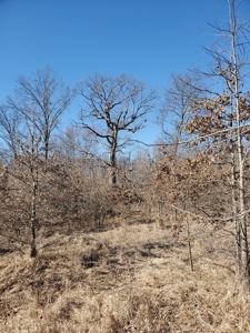 Northeast Missouri Pasture Farm - image 11