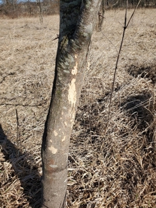 Northeast Missouri Pasture Farm - image 13
