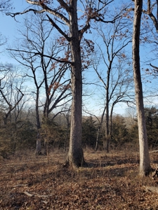 Northeast Missouri Pasture Farm - image 8