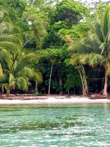 Titled Beachfront Lot, Close to Bocas Town, Isla Carenero - image 5