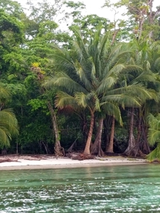 Titled Beachfront Lot, Close to Bocas Town, Isla Carenero - image 4