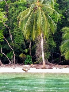 Titled Beachfront Lot, Close to Bocas Town, Isla Carenero - image 3