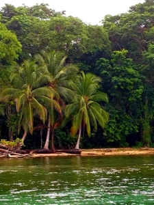 Titled Beachfront Lot, Close to Bocas Town, Isla Carenero - image 8