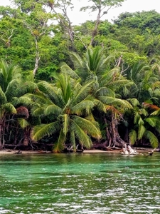Titled Beachfront Lot, Close to Bocas Town, Isla Carenero - image 2