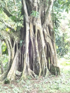 Titled Beachfront Lot, Close to Bocas Town, Isla Carenero - image 1