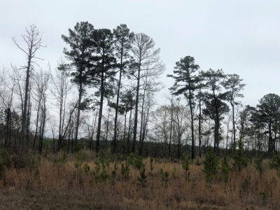 Land For Sale On Academy Road Near Homer! - image 2