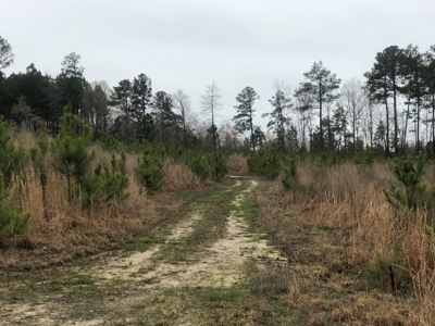 Land For Sale On Academy Road Near Homer! - image 4