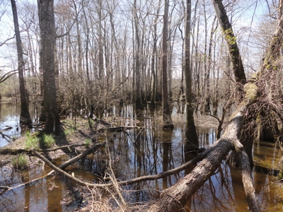 Lakefront Property For Sale Forrest County Mississippi - image 7