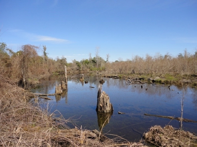 Lakefront Property For Sale Forrest County Mississippi - image 10