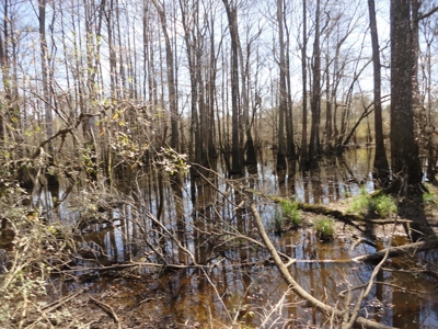 Lakefront Property For Sale Forrest County Mississippi - image 8