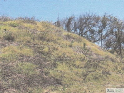 3.9 Hectares Beach Lot For Sale In Las Tablas Los Santos Pty - image 9