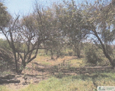 3.9 Hectares Beach Lot For Sale In Las Tablas Los Santos Pty - image 18