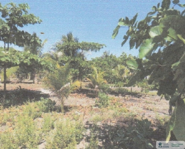 3.9 Hectares Beach Lot For Sale In Las Tablas Los Santos Pty - image 7