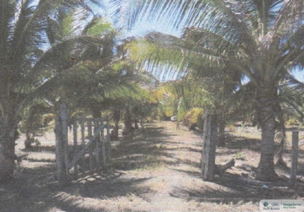 3.9 Hectares Beach Lot For Sale In Las Tablas Los Santos Pty - image 21