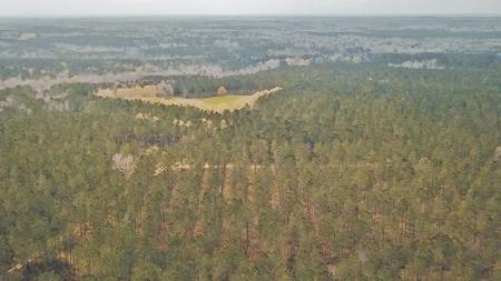 650 Acre High Fence Hunting Property Washinton Parish LA - image 6