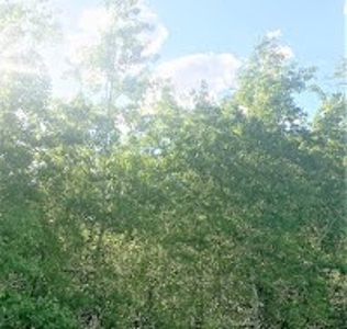 Vacant Land Listing Near Ski Resort in Colorado - image 4