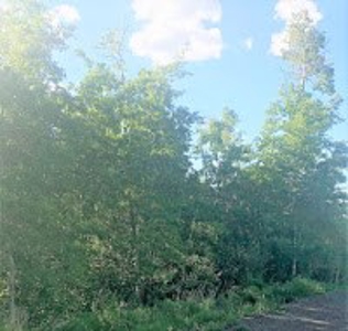 Vacant Land Listing Near Ski Resort in Colorado - image 5