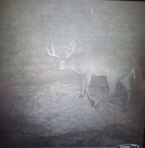 Ohio Hunting Land in Belmont County - image 45