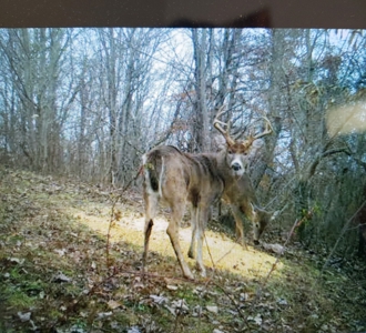 Ohio Hunting Land in Belmont County - image 44