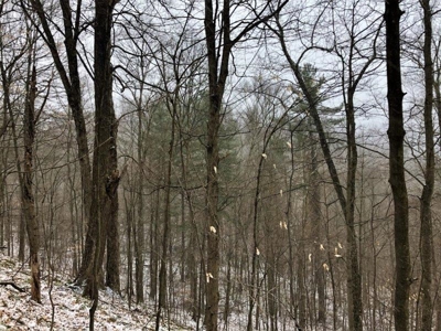 Ohio Hunting Land in Belmont County - image 36