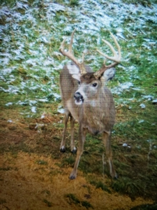 Ohio Hunting Land in Belmont County - image 3