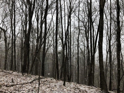 Ohio Hunting Land in Belmont County - image 28