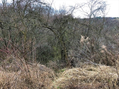 Ohio Hunting Land in Belmont County - image 19