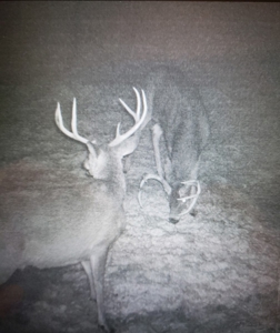 Ohio Hunting Land in Belmont County - image 46