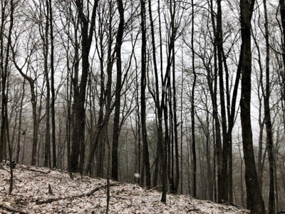 Ohio Hunting Land in Belmont County - image 29