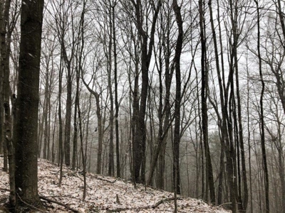 Ohio Hunting Land in Belmont County - image 30