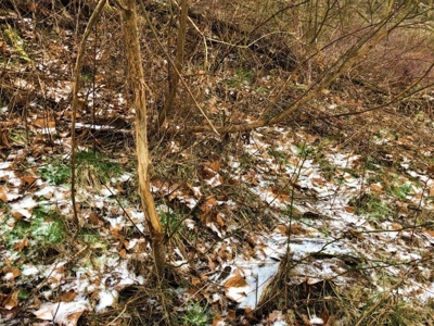 Ohio Hunting Land in Belmont County - image 42