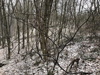 Ohio Hunting Land in Belmont County - image 26