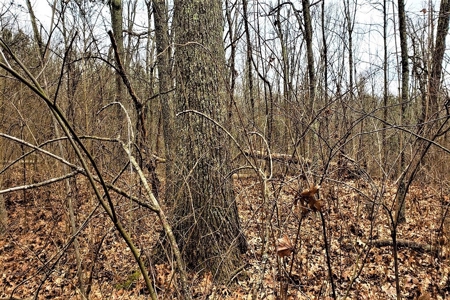 Log Home  with acreage located in Southern Brown County Ohio - image 37