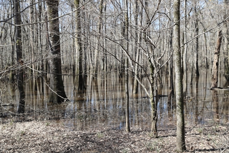 Frazier Creek Hunt Club – East TX Sportsman's Paradise - image 23