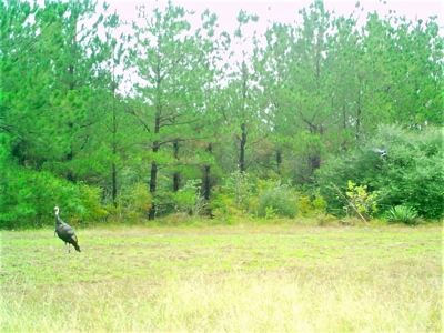 Frazier Creek Hunt Club – East TX Sportsman's Paradise - image 2