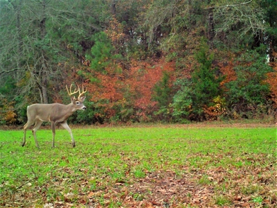 Frazier Creek Hunt Club – East TX Sportsman's Paradise - image 4