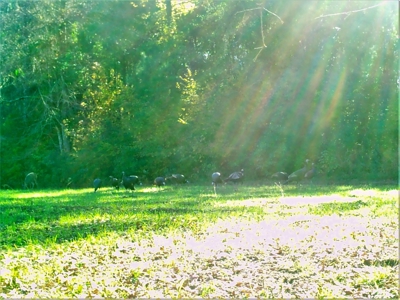 Frazier Creek Hunt Club – East TX Sportsman's Paradise - image 3