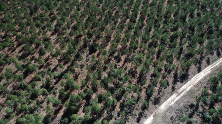 Frazier Creek Hunt Club – East TX Sportsman's Paradise - image 33