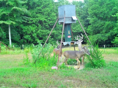 Frazier Creek Hunt Club – East TX Sportsman's Paradise - image 6