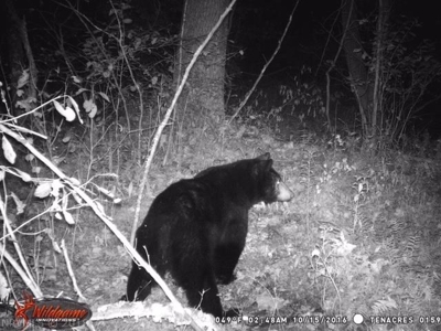 Incredible Hunting Property in Pilot VA for Sale! - image 36